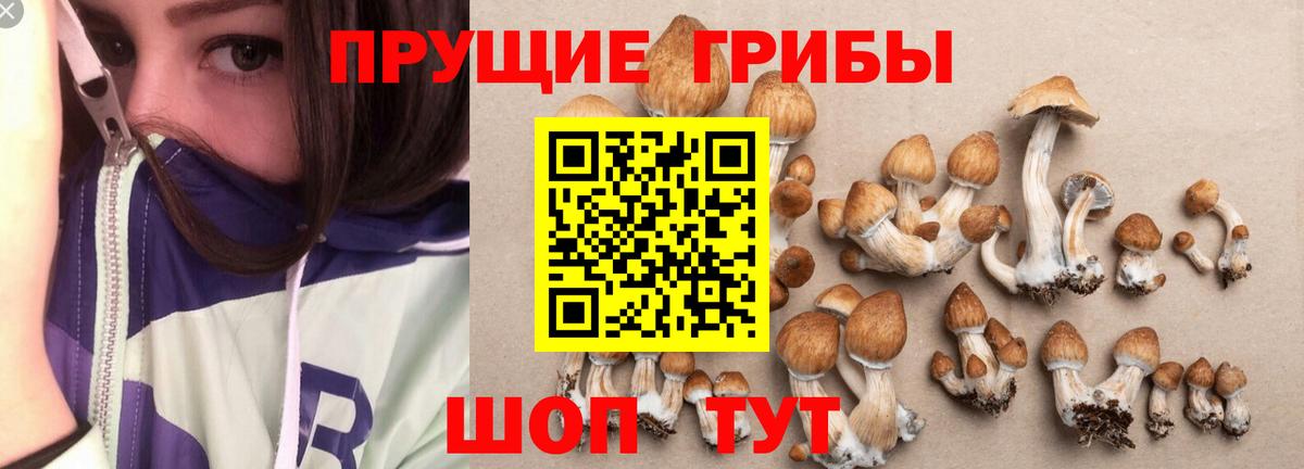 Будённовск  Псилоцибиновые грибы мицелий  Вход с VPN  Галлюциногенные грибы мухоморы 